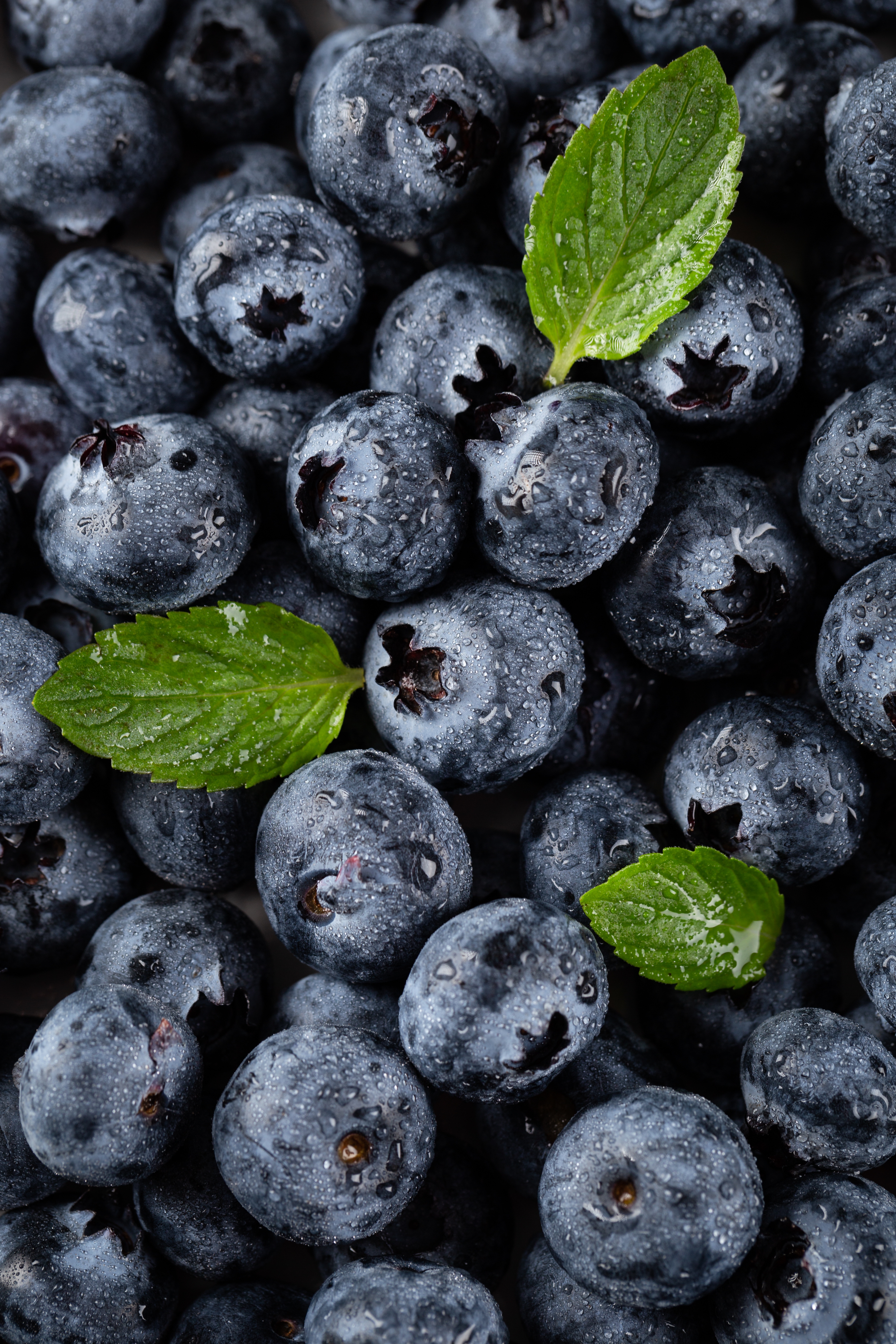 Arándanos frescos con hojas